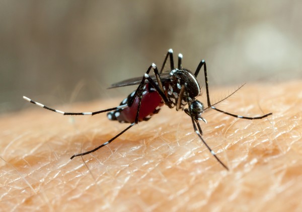 O mosquito africano Aedes aegypti é o transmissor da dengue, ou melhor, a fêmea do mosquito — Foto: Freepik