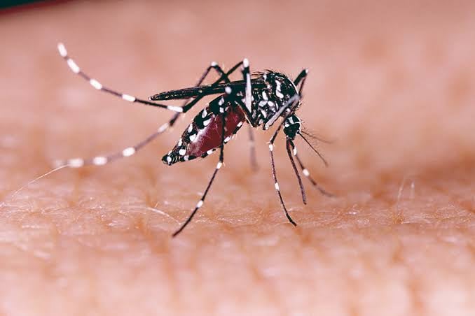 Arboviroses: Piauí tem aumento de 15% nos casos de chikungunya (Foto: Getty Images)