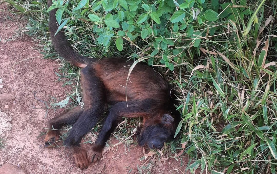 Macaco foi morto a tiro em Santa Rosa do Piauí. Foto: reprodução