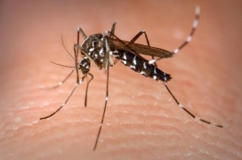 Casos de dengue caem 7,3% no Piauí no primeiro semestre de 2021